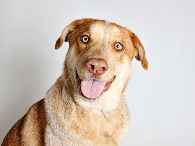 Photo Booth Helps Shelter Get Dogs Adopted