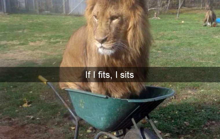 Simply Brilliant Animal Snapchats