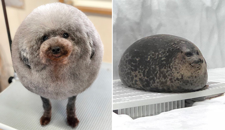 The World’s Greatest Gallery of Round Animals (Not Photoshopped!)