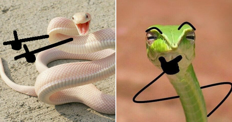 People Are Doodling On Snake Pics, And The Scenarios Are Hilarious