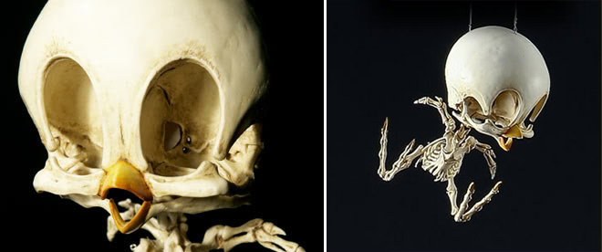 Cartoon skeleton by Hyungkoo Lee.