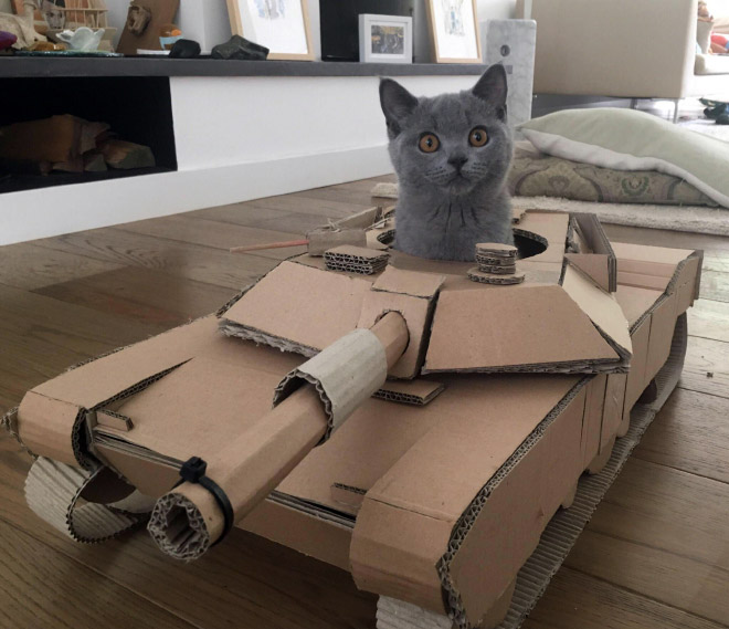 This cat is ready for battle!