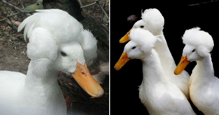 Ducks That Look Like George Washington