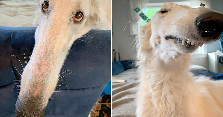 Meet Eris The Borzoi: Dog With an Unusually Long Snout