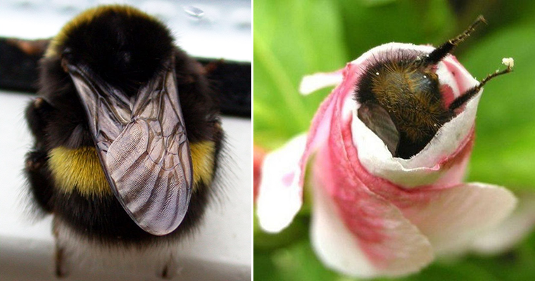 The World’s Greatest Gallery of Bumblebee Butts