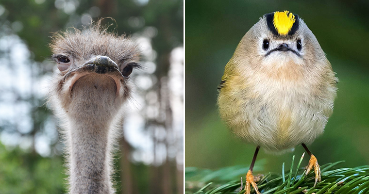 birds-silently-judging-your-poor-life-decisions