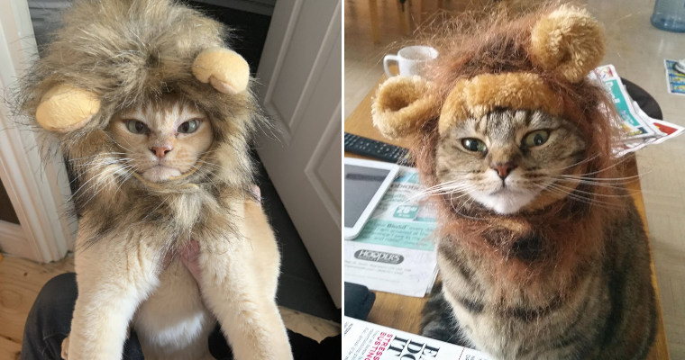 This Lion’s Mane Cat Hat Will Turn Your Cat Into Ferocious Lion