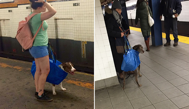 are dogs allowed on the subway in nyc
