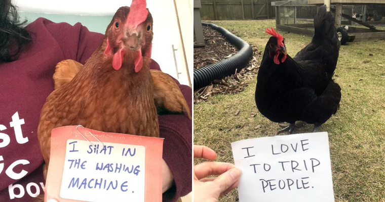 Chicken Shaming: A New Hobby For The Farm