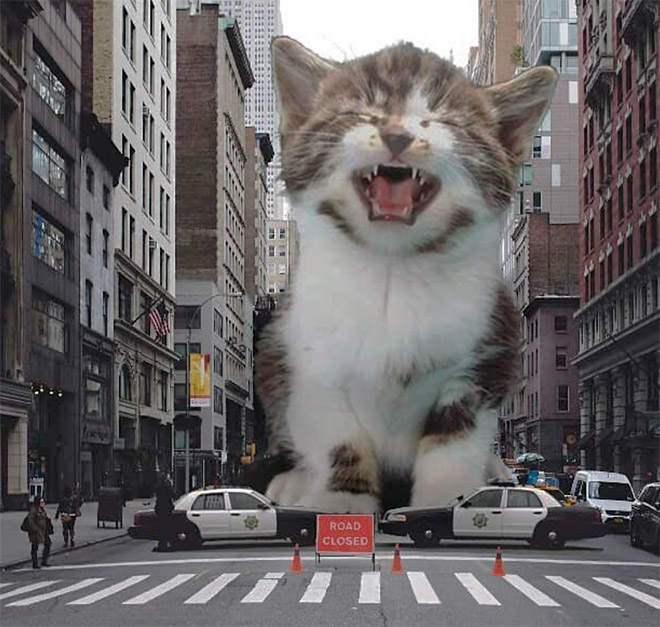 Cat Godzilla (catzilla).