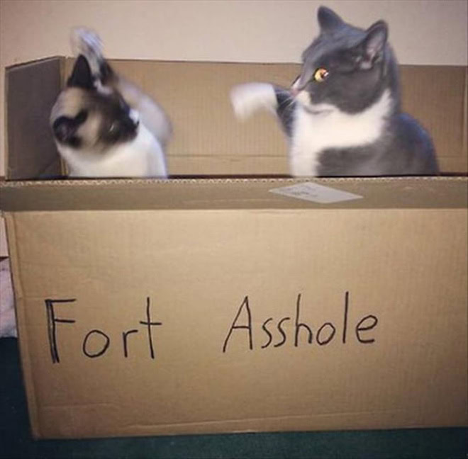 Fort a-hole.