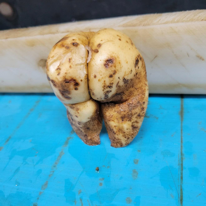 Seductive potato butt.