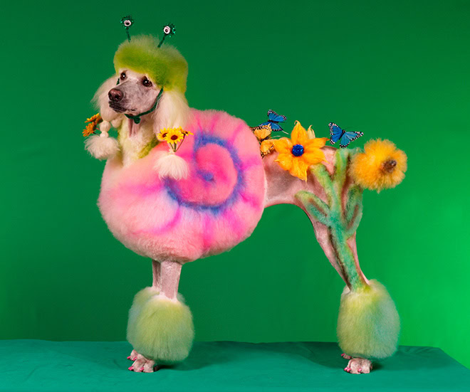 Weird and crazy dog grooming.