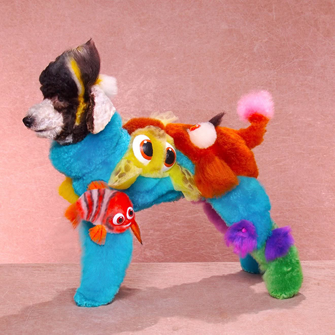 Weird and crazy dog grooming.