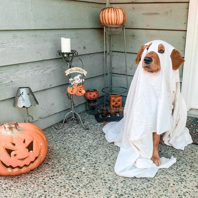 Scary dog ghost Halloween costume.