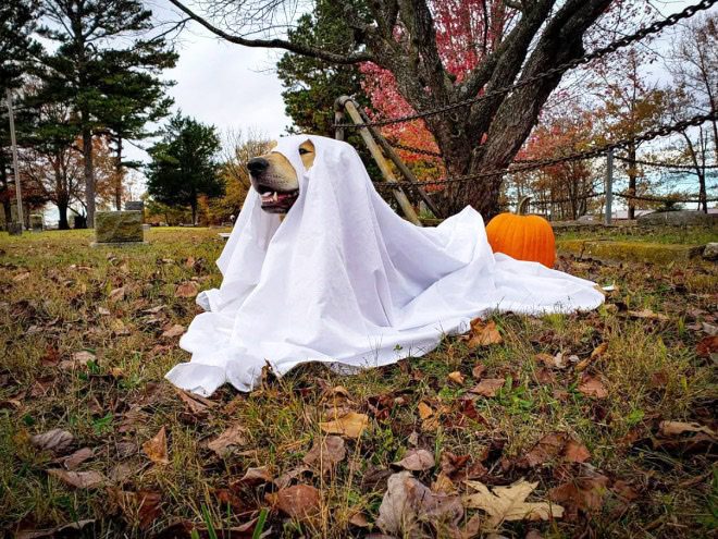 Scary dog ghost Halloween costume.