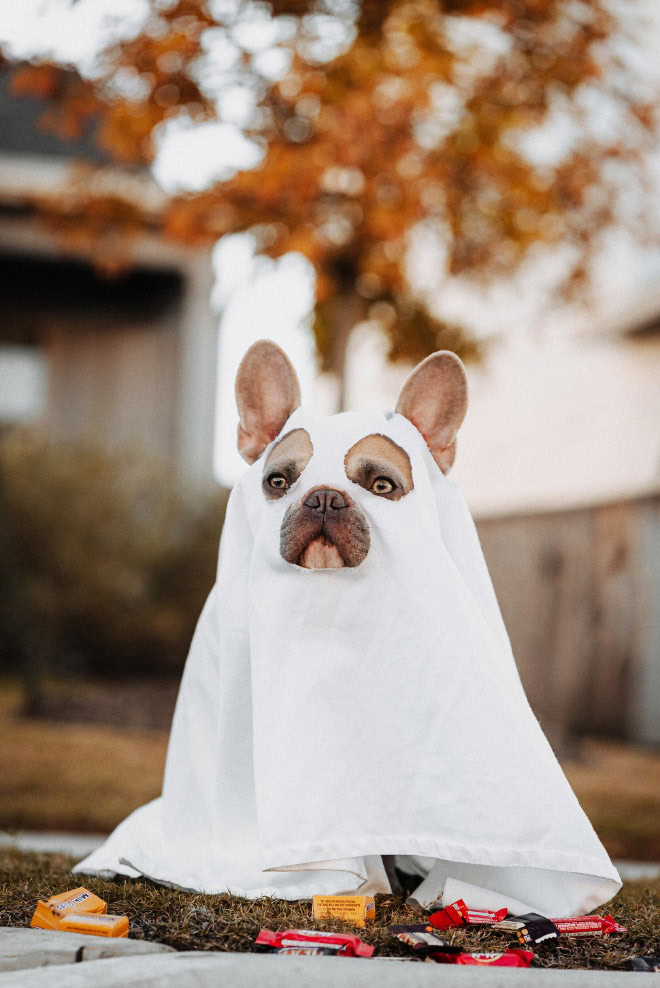 Scary dog ghost Halloween costume.