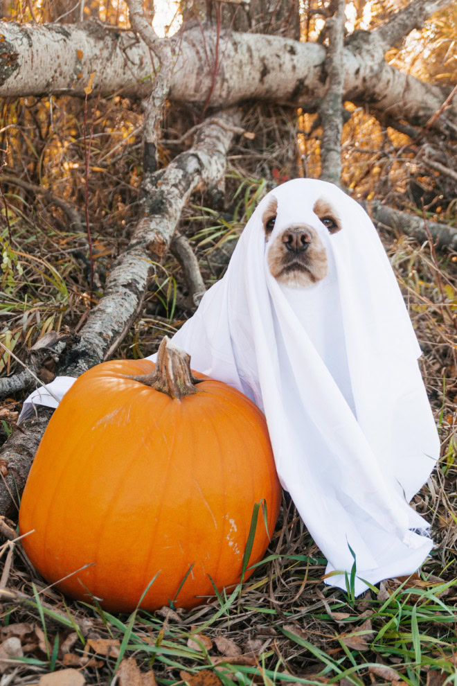 Scary dog ghost Halloween costume.