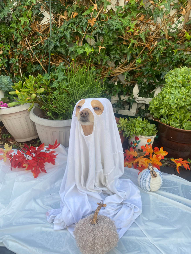 Scary dog ghost Halloween costume.