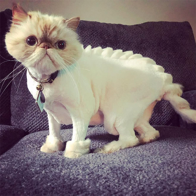 Dinosaur cat grooming.