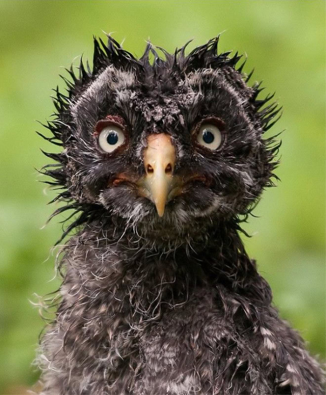 Wet owls are hilariously grumpy.